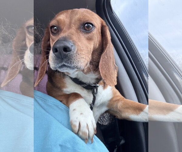 Medium Photo #2 Beagle Puppy For Sale in Dunnellon, FL, USA