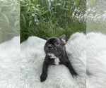 Small Photo #66 French Bulldog Puppy For Sale in NEWARK, NJ, USA