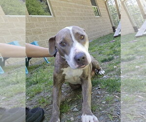 Mutt Dogs for adoption in Glen Allen, VA, USA