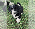 Small Photo #9 Aussiedoodle Miniature  Puppy For Sale in UNIONVILLE, IA, USA