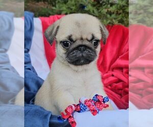 Pug Puppy for sale in DALLAS, GA, USA