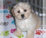 Small Photo #12 ShihPoo Puppy For Sale in ORO VALLEY, AZ, USA