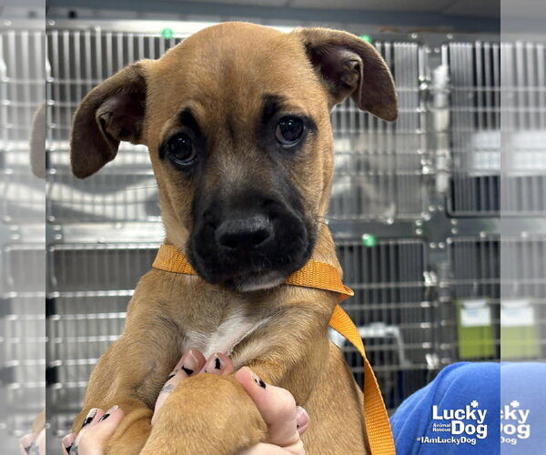 Medium Photo #2 Mutt Puppy For Sale in Washington, DC, USA