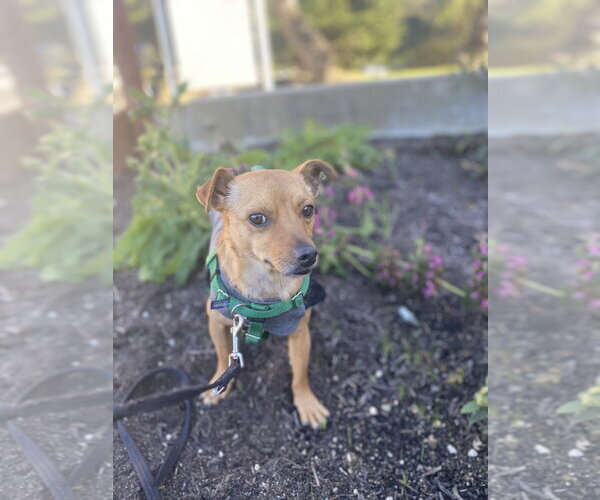 Medium Photo #3 Chihuahua Puppy For Sale in Salinas, CA, USA