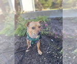 Small #2 Chihuahua
