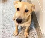 Small #1 German Shepherd Dog Mix