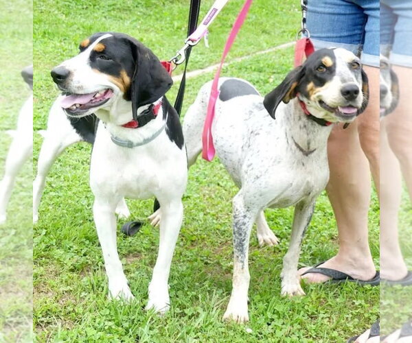 Medium Photo #4 Treeing Walker Coonhound Puppy For Sale in Monterey, VA, USA