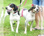 Small #3 Treeing Walker Coonhound