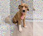 Small #2 Australian Retriever