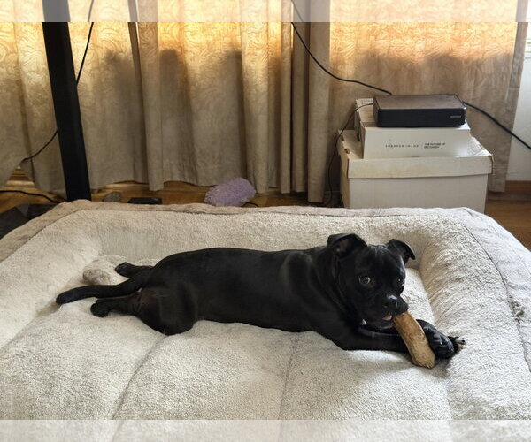 Medium Photo #3 Pug-Unknown Mix Puppy For Sale in San Diego, CA, USA