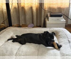 Blaine - Male Pug-Unknown Mix Dog for Adoption - Photo #3