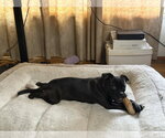 Small Photo #3 Pug-Unknown Mix Puppy For Sale in San Diego, CA, USA