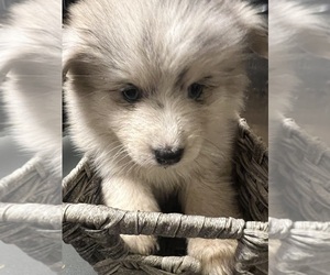 Pomsky Puppy for sale in MERIDEN, MN, USA