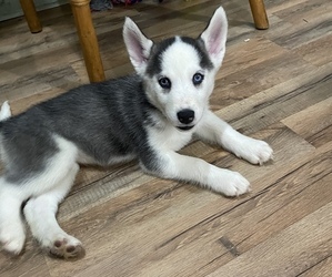 Siberian Husky Puppy for sale in BOLIVIA, NC, USA