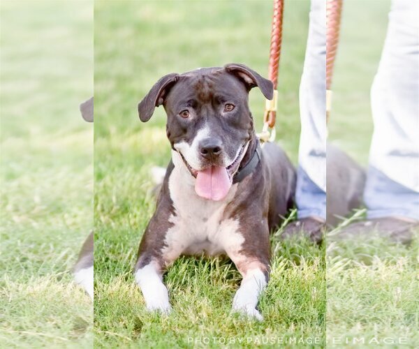 Medium Photo #10 Bullboxer Pit Puppy For Sale in Chandler, AZ, USA