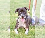 Small Photo #10 Bullboxer Pit Puppy For Sale in Chandler, AZ, USA