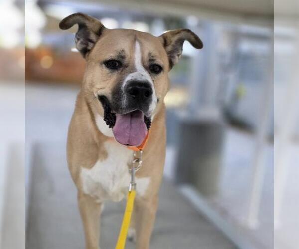 Medium Photo #2 Mutt Puppy For Sale in Las Vegas, NV, USA