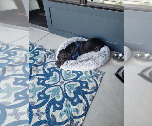 Medium Photo #2 Labrador Retriever-Unknown Mix Puppy For Sale in Thomasville, NC, USA