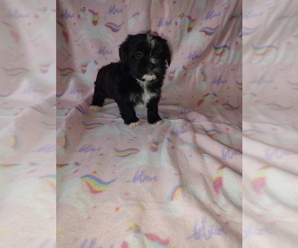 Medium Photo #8 Morkie Puppy For Sale in LAPEER, MI, USA