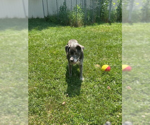 Medium Photo #10 Staffordshire Bull Terrier-Unknown Mix Puppy For Sale in Crete, IL, USA