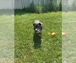 Small #9 Staffordshire Bull Terrier Mix