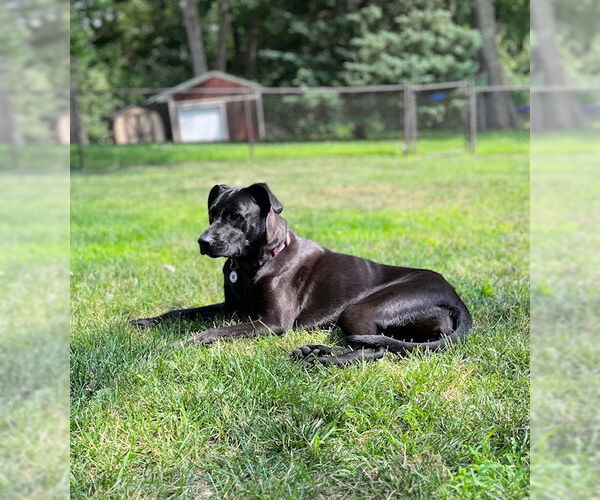 Medium Photo #2 Labrador Retriever-Unknown Mix Puppy For Sale in Minneapolis, MN, USA