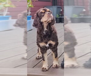 Cocker Spaniel Dogs for adoption in Sioux Falls, SD, USA