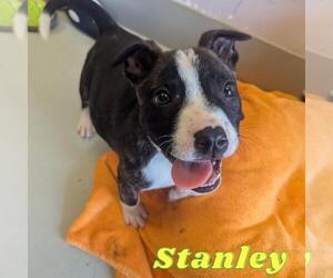 Staffordshire Bull Terrier-Unknown Mix Dogs for adoption in Santa Cruz, CA, USA