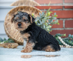 Small Photo #10 Yorkshire Terrier Puppy For Sale in MONROE, IN, USA
