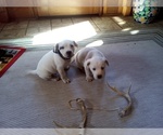 Small Photo #95 American Pit Bull Terrier-Labrador Retriever Mix Puppy For Sale in MOORESBORO, NC, USA