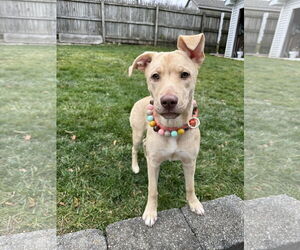 Labsky Dogs for adoption in Chester, NJ, USA