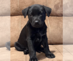 Small #5 Labrador Retriever Mix