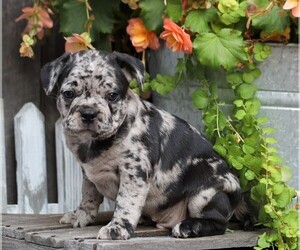 Faux Frenchbo Bulldog Puppy for sale in FREDERICKSBG, OH, USA