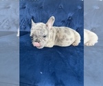 Small Photo #40 French Bulldog Puppy For Sale in HOUSTON, TX, USA