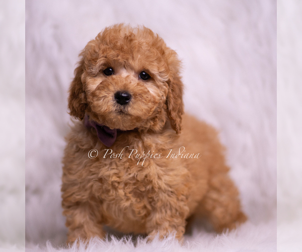 Medium Photo #86 Goldendoodle (Miniature) Puppy For Sale in WARSAW, IN, USA