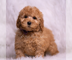 Small Photo #86 Goldendoodle (Miniature) Puppy For Sale in WARSAW, IN, USA
