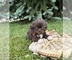Small #3 Shih Tzu