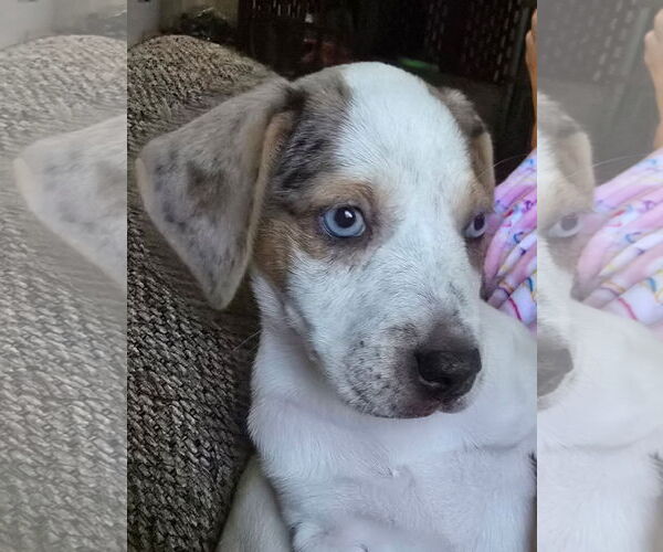 Medium Photo #10 Mutt Puppy For Sale in Oakhurst, NJ, USA
