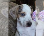 Small #9 Mutt
