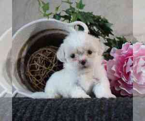 Shih Tzu Puppy for sale in MARIETTA, GA, USA