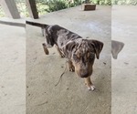 Small #1 Catahoula Leopard Dog