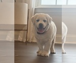 Small Labrador Retriever