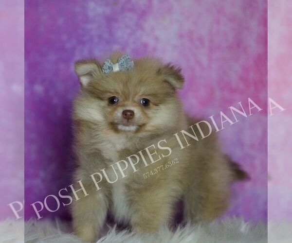 Medium Photo #5 Pomeranian Puppy For Sale in WARSAW, IN, USA