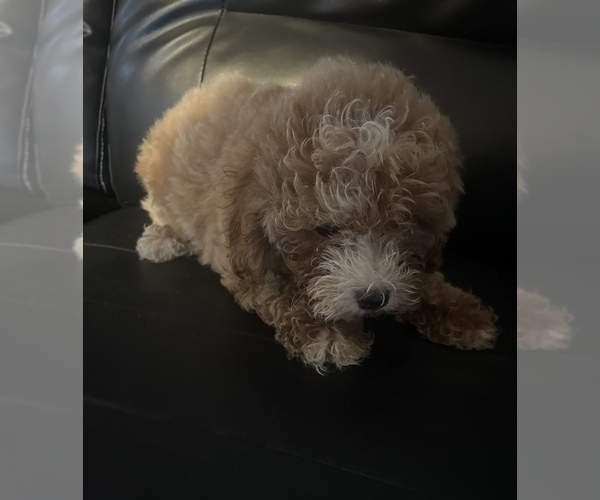 Medium Photo #1 Poodle (Miniature) Puppy For Sale in MATTOON, IL, USA