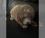 Image preview for Ad Listing. Nickname: Lola
