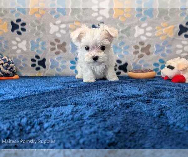 Medium Photo #1 Maltese Puppy For Sale in OCALA, FL, USA