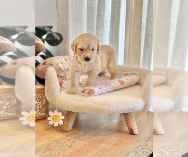 Medium Photo #7 Golden Retriever Puppy For Sale in WHITTIER, CA, USA
