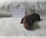 Puppy Female 1 Mocha Dachshund