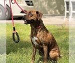 Small #3 Plott Hound