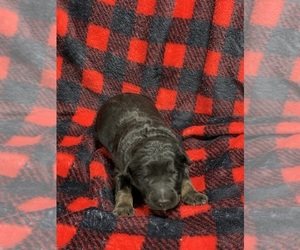 Shepadoodle Puppy for sale in CHARLESTON, WV, USA